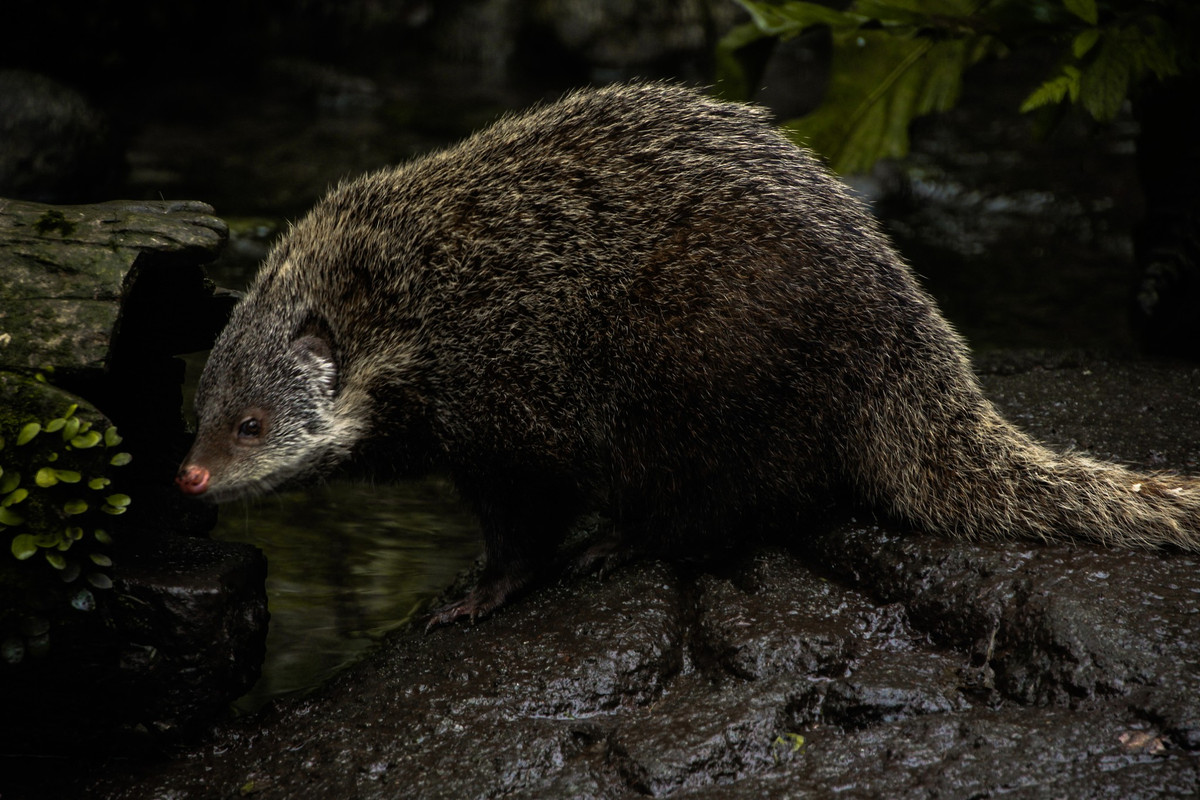  4. Kỹ năng bơi lội tuyệt vời. Chúng bơi giỏi và thường xuyên lặn xuống nước để săn cua, cá và các sinh vật thủy sinh khác. Ảnh: inaturalist.org.