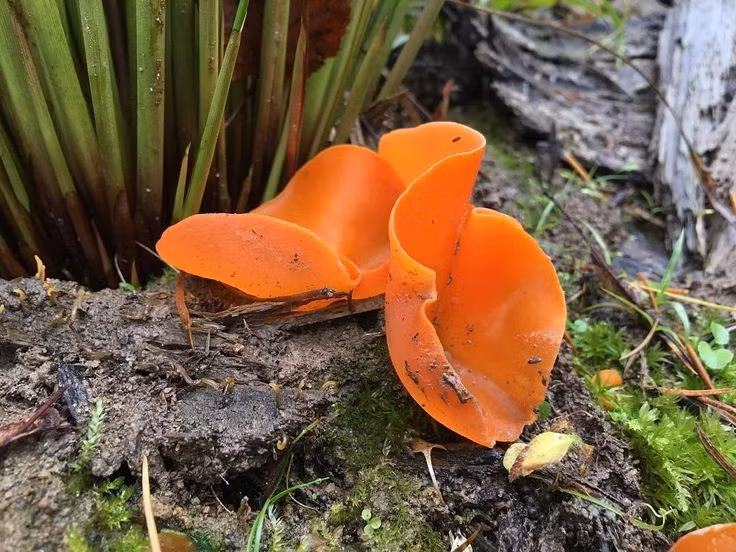  Màu sắc nổi bật nhưng dễ bị bỏ qua. Mặc dù có màu cam rất sáng, nấm vỏ cam vẫn thường bị người đi rừng bỏ qua vì kích thước nhỏ và mọc sát đất. Chỉ khi quan sát kỹ lớp lá mục hoặc nền đất ẩm, người ta mới nhận ra những “chiếc bát” cam rực rỡ này đang âm thầm phát triển. Ảnh: Pinterest.