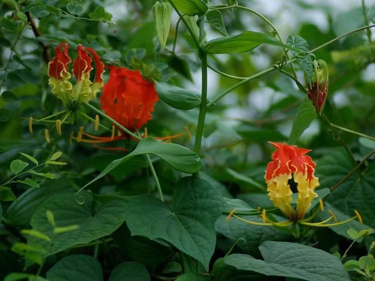  Bị buôn bán trái phép. Tình trạng người dân khai thác củ quá mức cho y học đã khiến quần thể ngót nghẻo tự nhiên bị suy giảm ở nhiều nơi. Ảnh: Pinterest.