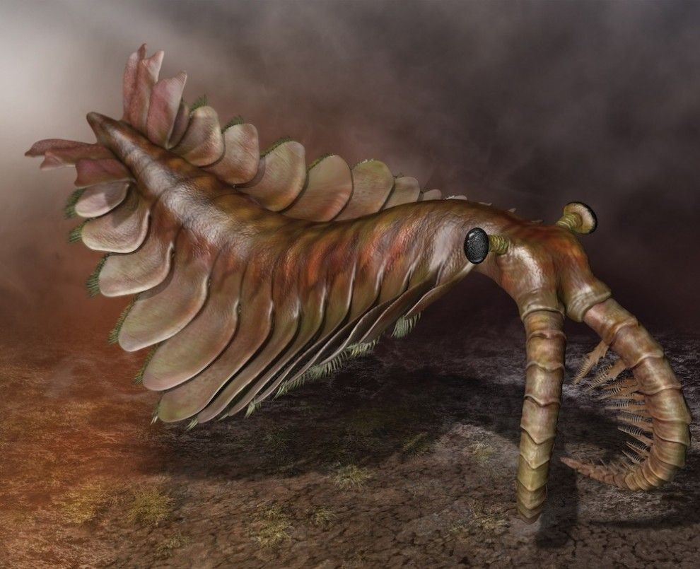 Anomalocaris – kẻ săn mồi thống trị đại dương. Với thân dài, vây bơi hai bên và cặp chi trước cong như lưỡi hái, Anomalocaris từng là nỗi khiếp sợ của sinh vật biển thời Cambri. Ảnh: Pinterest.