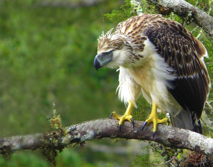  Chung thủy đáng kinh ngạc. Chúng là loài chim sống một vợ một chồng và có thể gắn bó suốt đời. Mỗi cặp thường chỉ nuôi một con non trong suốt nhiều năm, cho thấy mức độ đầu tư nuôi con rất cao. Ảnh: Pinterest.