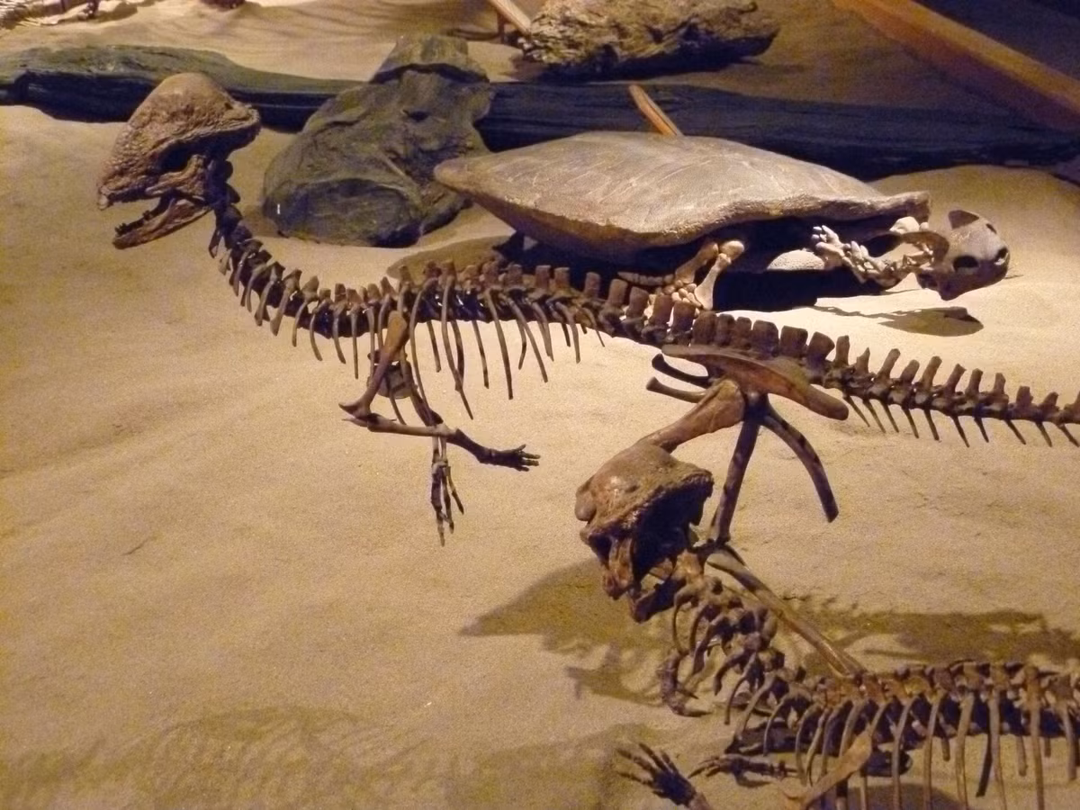  Hóa thạch chủ yếu được tìm thấy ở Bắc Mỹ. Phần lớn hóa thạch Stegoceras được phát hiện tại Canada và miền Tây Hoa Kỳ, đặc biệt là các trầm tích cổ đại từng là vùng đồng bằng ven biển. Ảnh: Pinterest.