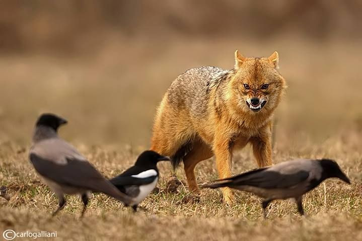  7. Là loài một vợ một chồng. Chó rừng thường kết đôi suốt đời, cả hai con cùng chăm sóc con non và bảo vệ lãnh thổ, một đặc điểm nổi bật trong thế giới động vật hoang dã. Ảnh: Pinterest.