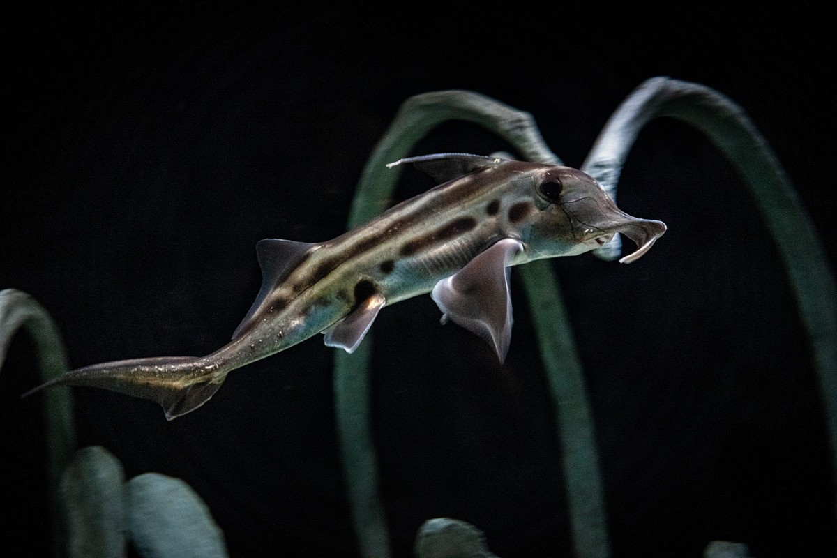  Giữ vai trò quan trọng trong hệ sinh thái đáy biển. Là loài săn mồi tầng đáy, cá toàn đầu góp phần kiểm soát quần thể động vật không xương sống, duy trì sự cân bằng sinh thái ở các vùng biển sâu. Ảnh: montereybayaquarium.org.