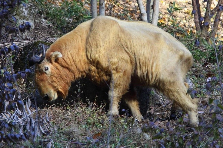 View - Lạ lùng loài vật nửa trâu rừng nửa linh dương thống trị Himalaya | Báo Tri thức và Cuộc sống - TIN TỨC PHỔ BIẾN KIẾN THỨC 24H