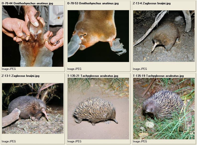  2. Đẻ trứng thay vì sinh con. Khác với hầu hết động vật có vú, chúng sinh sản bằng cách đẻ trứng, sau đó con non nở ra và bú sữa từ mẹ. Ảnh: monaconatureencyclopedia.com.