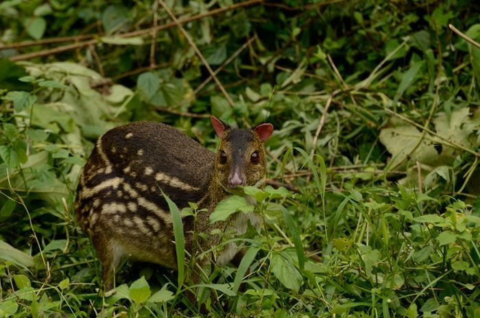 Là “hóa thạch sống” của thế giới thú. Cheo cheo mang nhiều đặc điểm nguyên thủy của thú móng guốc cổ đại, ít thay đổi qua hàng chục triệu năm tiến hóa. Chúng được coi là cầu nối quan trọng giúp khoa học hiểu rõ hơn nguồn gốc của các loài hươu, nai và trâu bò hiện đại. Ảnh: Pinterest.