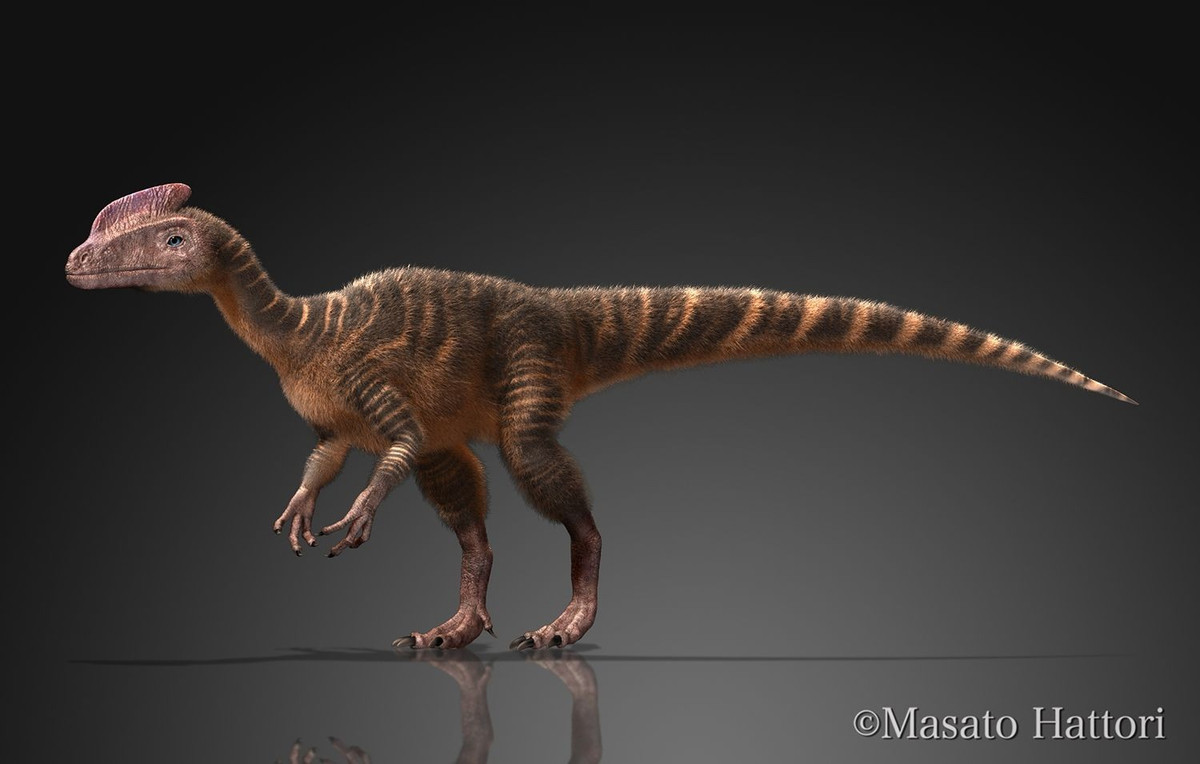  Hóa thạch được phát hiện tại Trung Quốc. Guanlong được tìm thấy ở Tân Cương, Trung Quốc, chứng minh rằng họ khủng long bạo chúa có nguồn gốc châu Á trước khi lan sang các châu lục khác. Ảnh: Pinterest.