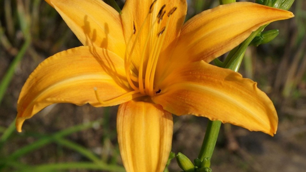 Bên cạnh đó, hoa còn có tác dụng bồi bổ sức khoẻ vì là vị thuốc trong đông y. Dù thơm ngon nhưng hoa lại gây ngộ độc, nôn mửa, đau bụng, tiêu chảy, thậm chí suy thận nếu ăn sống bởi trong hoa có chứa độc tính alkaloid