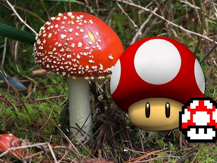  Xuất hiện trong nhiều trò chơi và phim ảnh. Nấm diệt ruồi là biểu tượng quen thuộc trong trò chơi Mario và văn hóa pop đương đại. Ảnh: imguol.com.br.