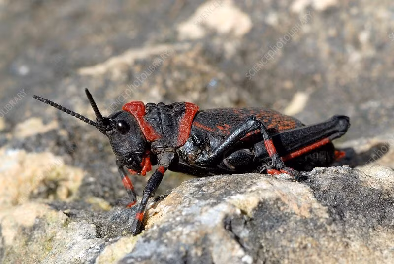  Là mắt xích quan trọng trong hệ sinh thái. Sự hiện diện của châu chấu bọt độc kiểm soát một số loài cây độc và cung cấp thông tin sinh thái về mức độ độc tố trong môi trường. Ảnh: sciencephoto.com.