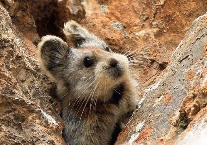  Không ngủ đông như nhiều loài khác. Thay vào đó, chúng tích trữ cỏ khô suốt mùa hè để ăn vào mùa đông. Ảnh: Pinterest.