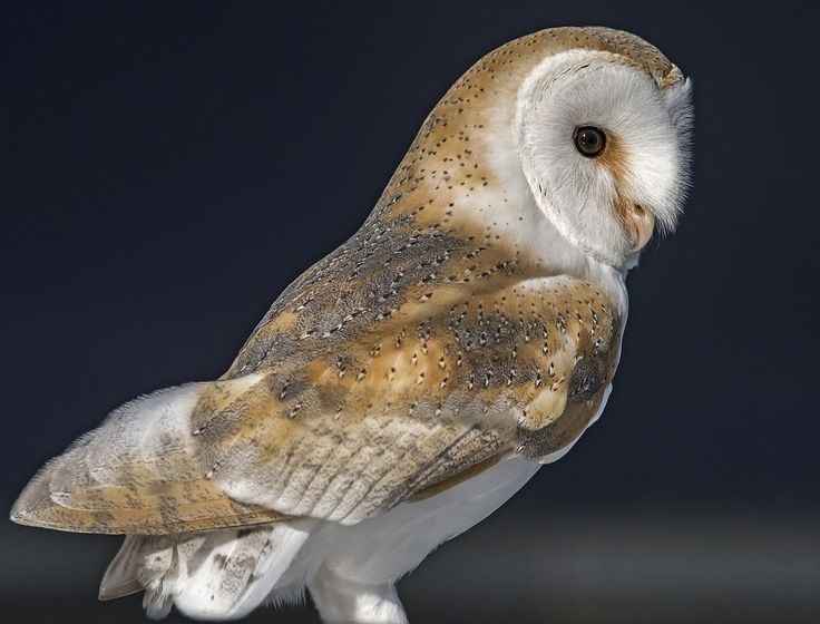  Thính giác phát triển vượt trội. Đôi tai đặt lệch nhau cho phép cú lợn xác định chính xác vị trí con mồi chỉ bằng âm thanh, ngay cả khi không nhìn thấy. Ảnh: Pinterest.