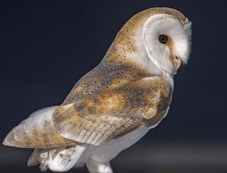  Thính giác phát triển vượt trội. Đôi tai đặt lệch nhau cho phép cú lợn xác định chính xác vị trí con mồi chỉ bằng âm thanh, ngay cả khi không nhìn thấy. Ảnh: Pinterest.