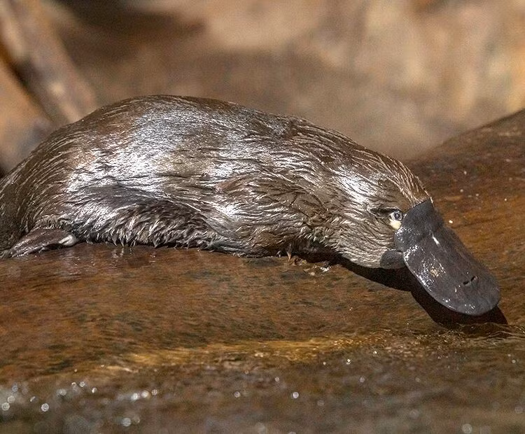  6. Thú mỏ vịt có nọc độc. Thú mỏ vịt đực có gai ở chân sau tiết nọc độc, đủ sức gây đau dữ dội cho con người – điều rất hiếm ở động vật có vú. Ảnh: Pinterest.