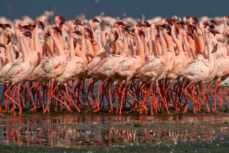  7. Không phải hồ "chết" như nhiều người tưởng. Dù môi trường khắc nghiệt, nhưng vi khuẩn, tảo và hồng hạc vẫn phát triển mạnh tại đây – chứng minh khả năng sinh tồn đáng kinh ngạc của sự sống. Ảnh: Pinterest.