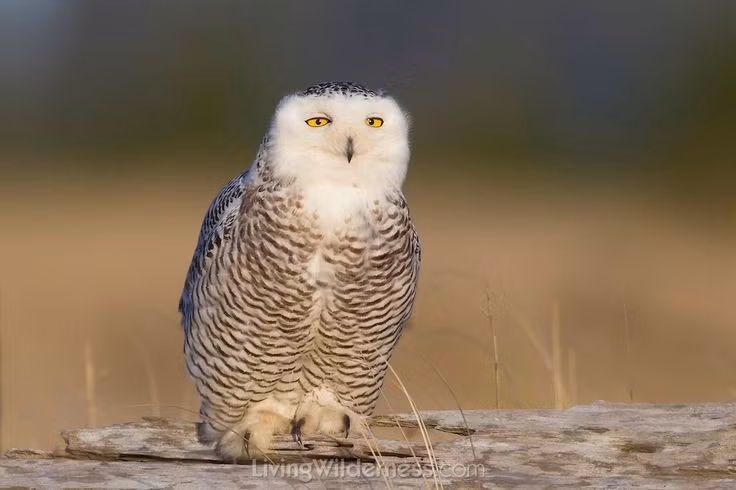  Con mái to và sậm màu hơn con trống. Con trống thường gần như trắng tinh, trong khi con mái có nhiều vệt đen giúp ngụy trang tốt hơn khi ấp trứng trên mặt đất . Ảnh: Pinterest.