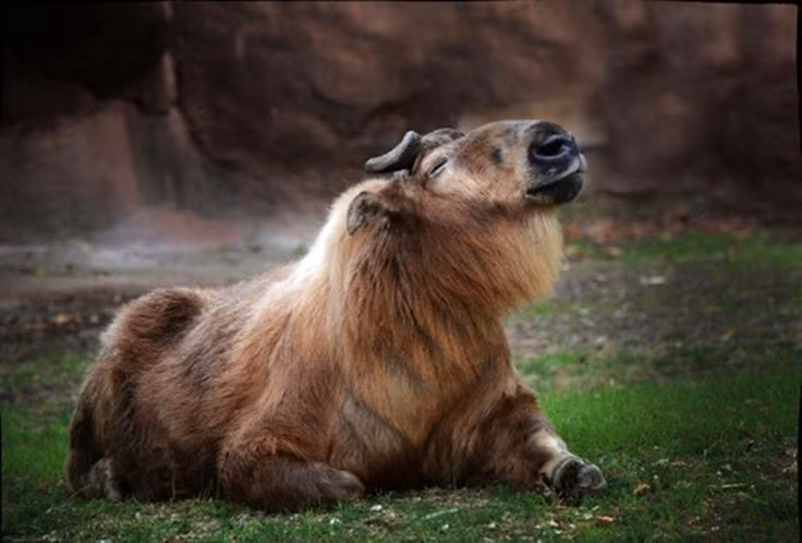  7. Linh ngưu là động vật biểu tượng quốc gia của Bhutan. Ở vương quốc Bhutan, linh ngưu được xem là biểu tượng văn hóa và tâm linh, gắn liền với truyền thuyết của vị thánh Drukpa Kunley. Ảnh: Pinterest.