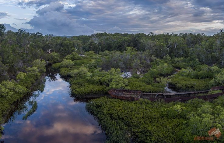  Nơi đây có những khu rừng mọc trên nền cát hiếm thấy. Thông thường, đất cát nghèo dinh dưỡng khó có thể nuôi dưỡng rừng lớn. Tuy nhiên, trên đảo K’gari lại tồn tại những khu rừng mưa và rừng bạch đàn phát triển mạnh. Các nhà khoa học cho rằng lớp mùn hữu cơ tích tụ qua thời gian đã giúp cây cối phát triển ngay trên nền cát. Ảnh: Pinterest.