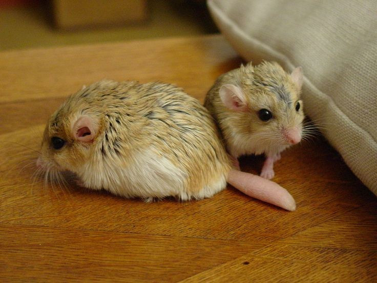  Thức ăn đa dạng. Chúng ăn hạt, côn trùng nhỏ và thực vật khô. Ảnh: Pinterest.