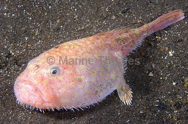  Ít được con người biết đến. Dù có ngoại hình độc đáo, Chaunax endeavouri vẫn là loài ít được nghiên cứu do môi trường sống quá sâu và khó tiếp cận. Ảnh: marinethemes.com.