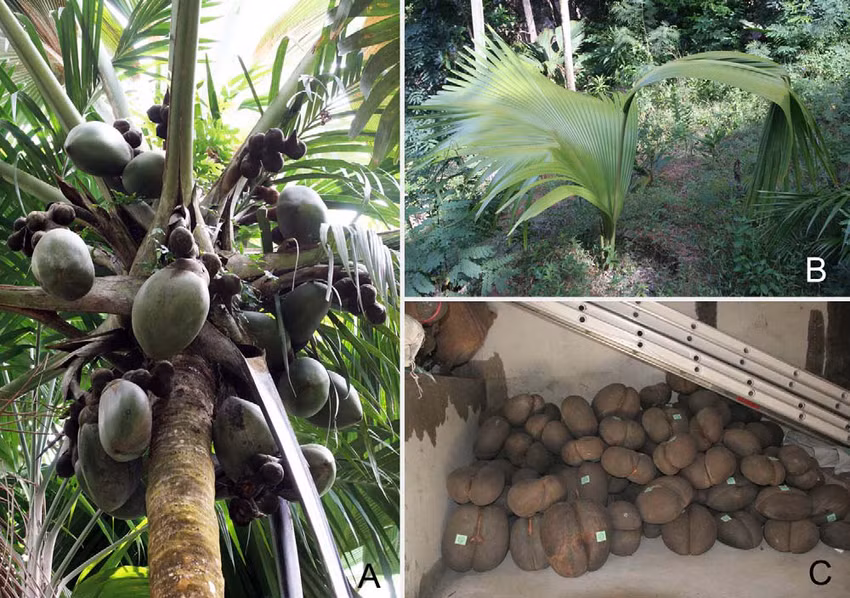  Là biểu tượng sinh thái của Seychelles. Ngày nay, cây dừa biển được bảo vệ nghiêm ngặt để ngăn chặn khai thác trái phép. Ảnh: researchgate.net.