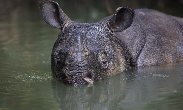  Được UNESCO công nhận là Di sản Thế giới. Năm 1991, Vườn quốc gia Ujung Kulon được ghi danh nhờ giá trị nổi bật về đa dạng sinh học. Ảnh: Pinterest.