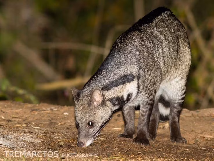  3. Chúng là loài sống đơn độc và hoạt động ban đêm. Cầy giông có tập tính sống một mình, hiếm khi đi theo đàn, và thường chỉ kiếm ăn khi trời tối để tránh kẻ thù và cạnh tranh thức ăn. Ảnh: Pinterest.