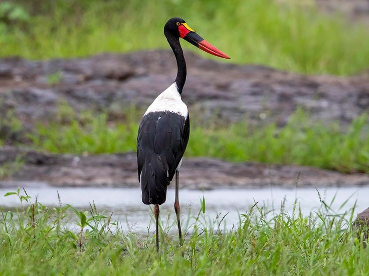  Phân bố chủ yếu ở vùng hạ Sahara. Cò mỏ yên sinh sống rộng khắp các đầm lầy, sông hồ và vùng ngập nước của châu Phi hạ Sahara, nơi nguồn thức ăn dồi dào và môi trường tương đối yên tĩnh. Ảnh: Pinterest.
