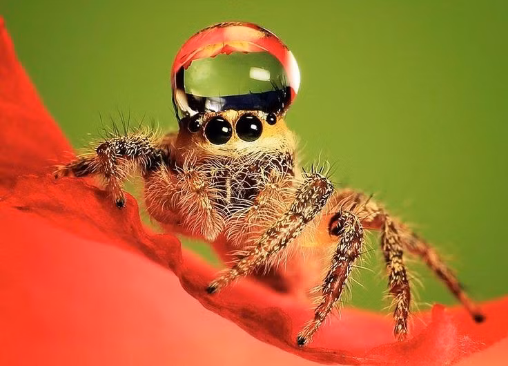  Có khả năng nhận biết và học hỏi. Nghiên cứu cho thấy nhện nhảy có thể ghi nhớ đường đi, phân biệt con mồi nguy hiểm và điều chỉnh chiến thuật săn mồi dựa trên trải nghiệm trước đó, chứng tỏ mức độ nhận thức đáng kinh ngạc. Ảnh: Pinterest.