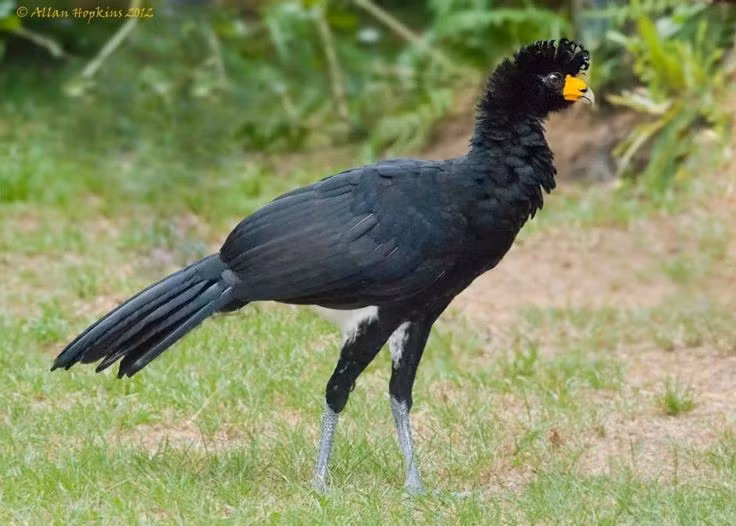  Là loài chim ăn tạp thiên về thực vật. Thức ăn chính của gà cây lớn gồm quả rừng, hạt, lá non, đôi khi bổ sung côn trùng và động vật nhỏ. Ảnh: Pinterest.