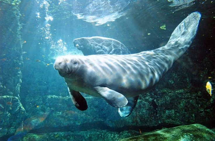  Có cơ thể tròn trịa và đuôi giống mái chèo. Cấu trúc cơ thể giúp chúng di chuyển nhẹ nhàng trong nước, đặc biệt là ở vùng ven biển và sông ngòi. Ảnh: Pinterest.