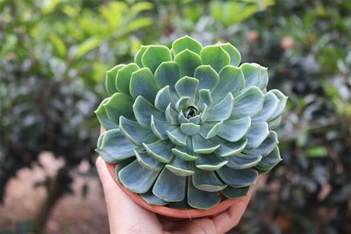 Sen đá và lan Ý cũng rất phù hợp. Sen đá tượng trưng cho lòng kiên định, giúp người tuổi Tỵ thêm kiên nhẫn. Lan Ý với sắc trắng tinh khôi lại có khả năng cân bằng cảm xúc, mang đến bình an. (*) Thông tin trong bài mang tính tham khảo.