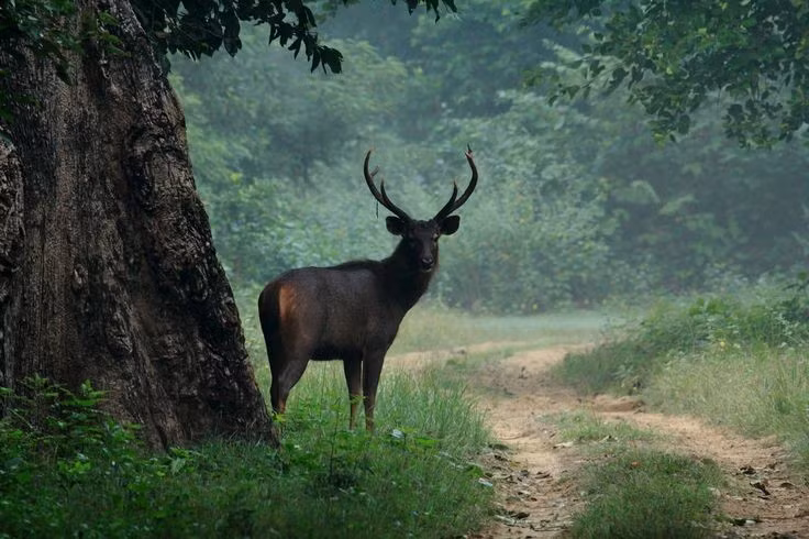  1. Là loài hươu nai lớn nhất châu Á. Nai đực trưởng thành có thể nặng đến 300 kg, cao gần 1,6 mét ở vai và dài hơn 2 mét – to lớn hơn tất cả các loài hươu nai khác ở cùng khu vực. Ảnh: Pinterest.