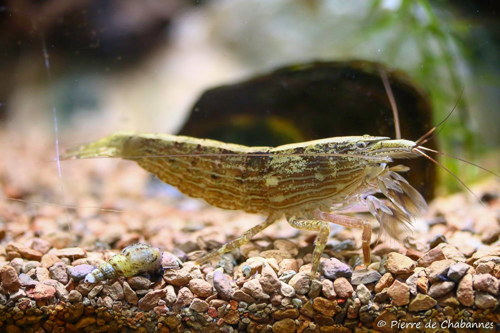  Tôm tre đóng vai trò quan trọng trong việc làm sạch hệ sinh thái nước. Bằng cách lọc các hạt lơ lửng, chúng góp phần giữ cho dòng suối trong lành và tham qua quá trình cân bằng sinh học tự nhiên. Ảnh: pierrewildlife.com.