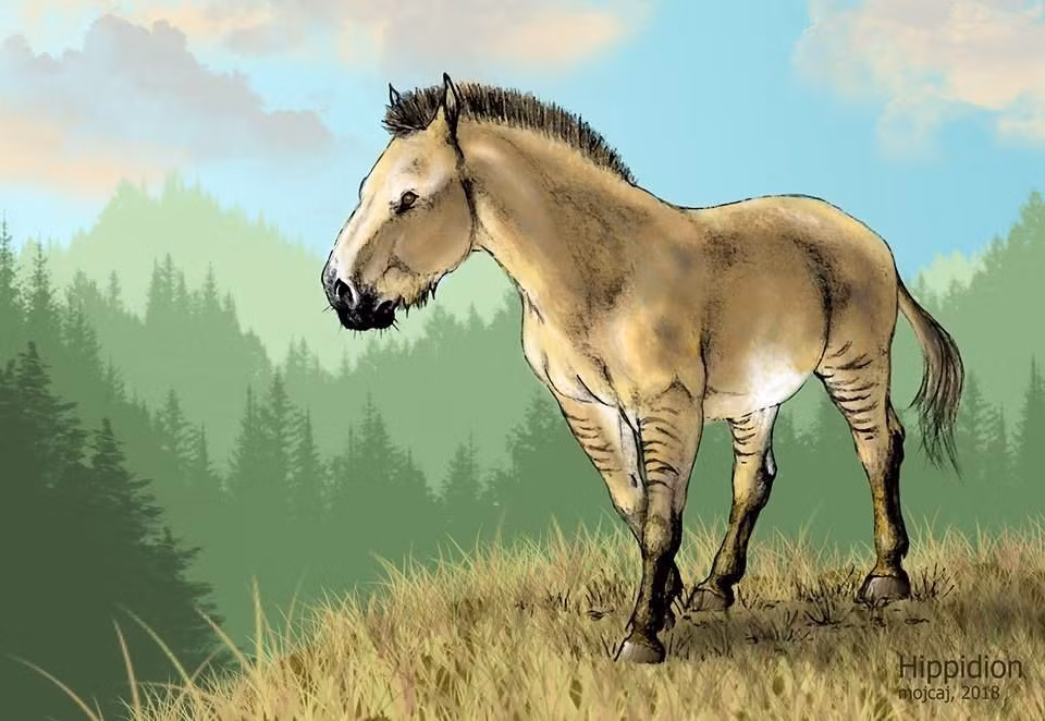  Dấu vết tiến hóa còn sót lại. Ở ngựa hiện đại, xương ngón phụ không biến mất hoàn toàn mà tồn tại dưới dạng xương tiêu giảm, nằm dọc theo ống chân. Ảnh: Pinterest.