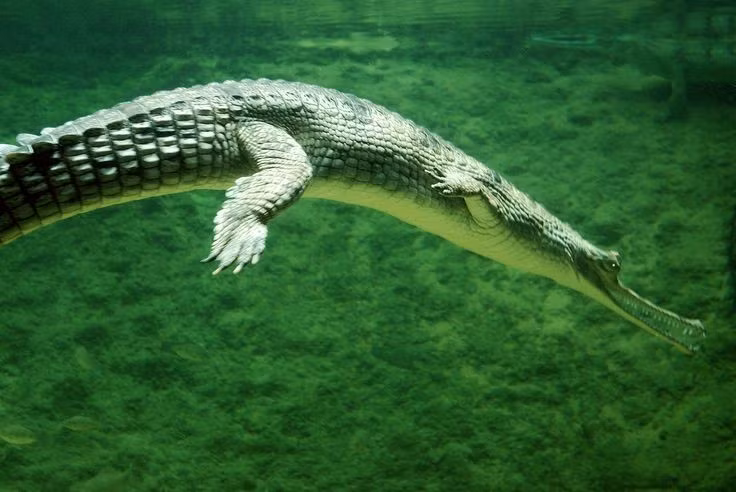  4. Phân bố chủ yếu ở tiểu lục địa Ấn Độ. Cá sấu Gharial từng phân bố rộng rãi nhưng nay chỉ còn sống ở vài dòng sông lớn như sông Hằng, sông Chambal, sông Brahmaputra. Ảnh: Pinterest.