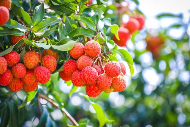 Trong phong thủy, cây vải tượng trưng cho sự no đủ, thịnh vượng và may mắn. Màu đỏ của vải cũng được xem là màu của tài lộc, hỷ sự. Ngoài ra, quả vải mọc thành chùm tượng trưng cho sự sum vầy, gắn kết trong gia đình. Cây ưa khí hậu ấm, đất sâu và thoát nước tốt, nhưng cũng có thể sinh trưởng tốt nếu được chăm đúng cách.