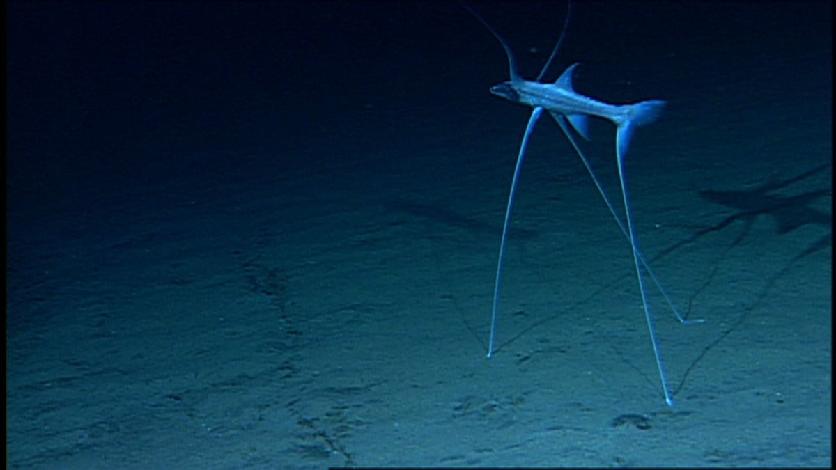  Cơ thể nhẹ và xương mảnh. Để tiết kiệm năng lượng trong môi trường nghèo dinh dưỡng, Bathypterois longifilis có cơ bắp không quá phát triển và bộ xương tương đối mảnh. Cấu trúc này giúp chúng duy trì tư thế đứng lâu mà không tiêu hao nhiều năng lượng. Ảnh: twimg.com.