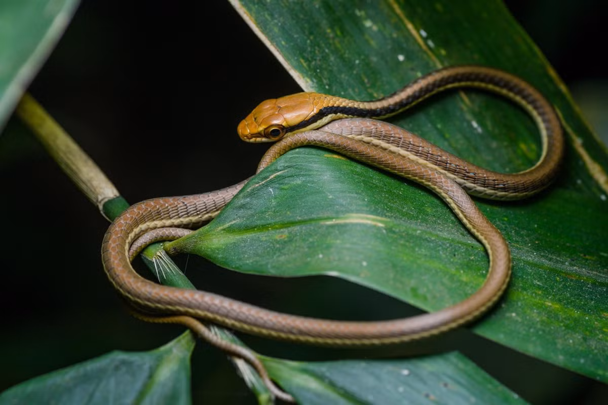  7. Sinh sống rộng khắp khu vực Đông Nam Á. Chúng xuất hiện phổ biến ở Việt Nam, Thái Lan, Indonesia, Philippines và cả một phần Ấn Độ, thích nghi với nhiều kiểu môi trường từ rừng đến vùng ven đô. Ảnh: thainationalparks.com.