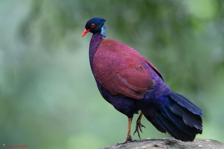  Là loài bồ câu có kích thước lớn hiếm gặp. Bồ câu gà lôi là một trong những loài bồ câu lớn nhất thế giới, thân hình đồ sộ, dáng đi vững chãi khiến nhiều người liên tưởng đến gà lôi hơn là chim bồ câu quen thuộc. Ảnh: Pinterest.