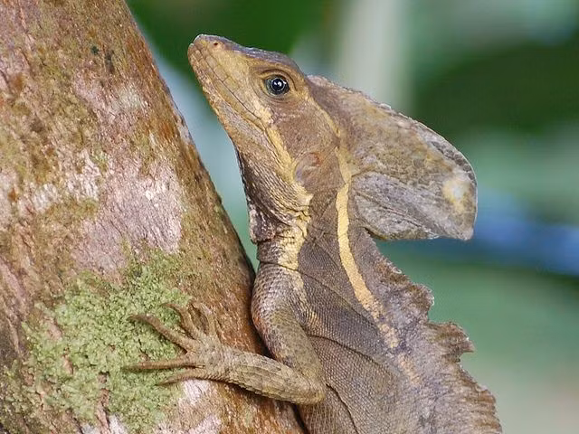  6. Là loài ăn tạp. Chúng ăn côn trùng, cá nhỏ, hoa quả và cả các loài bò sát nhỏ hơn, cho thấy khả năng thích nghi cao với môi trường sống. Ảnh: Pinterest.