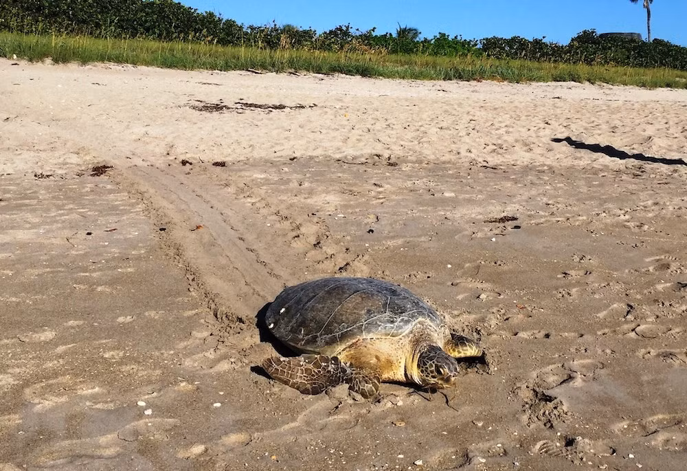  Tìm về đúng bãi cát đã sinh ra. Dù di cư hàng nghìn km, rùa cái vẫn quay lại chính bãi biển nơi mình nở ra để đẻ trứng. Ảnh: Pinterest.