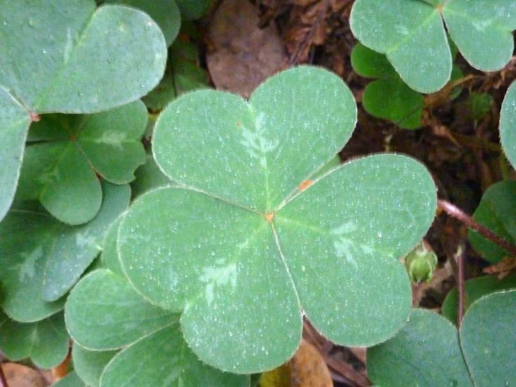  Vị chua đặc trưng do axit oxalic. Chua me đất có vị chua dễ nhận biết nhờ chứa axit oxalic trong lá và thân. Chất này tạo cảm giác mát, chua nhẹ khi ăn sống, nhưng nếu tiêu thụ quá nhiều có thể gây hại cho sức khỏe. Ảnh: Pinterest.