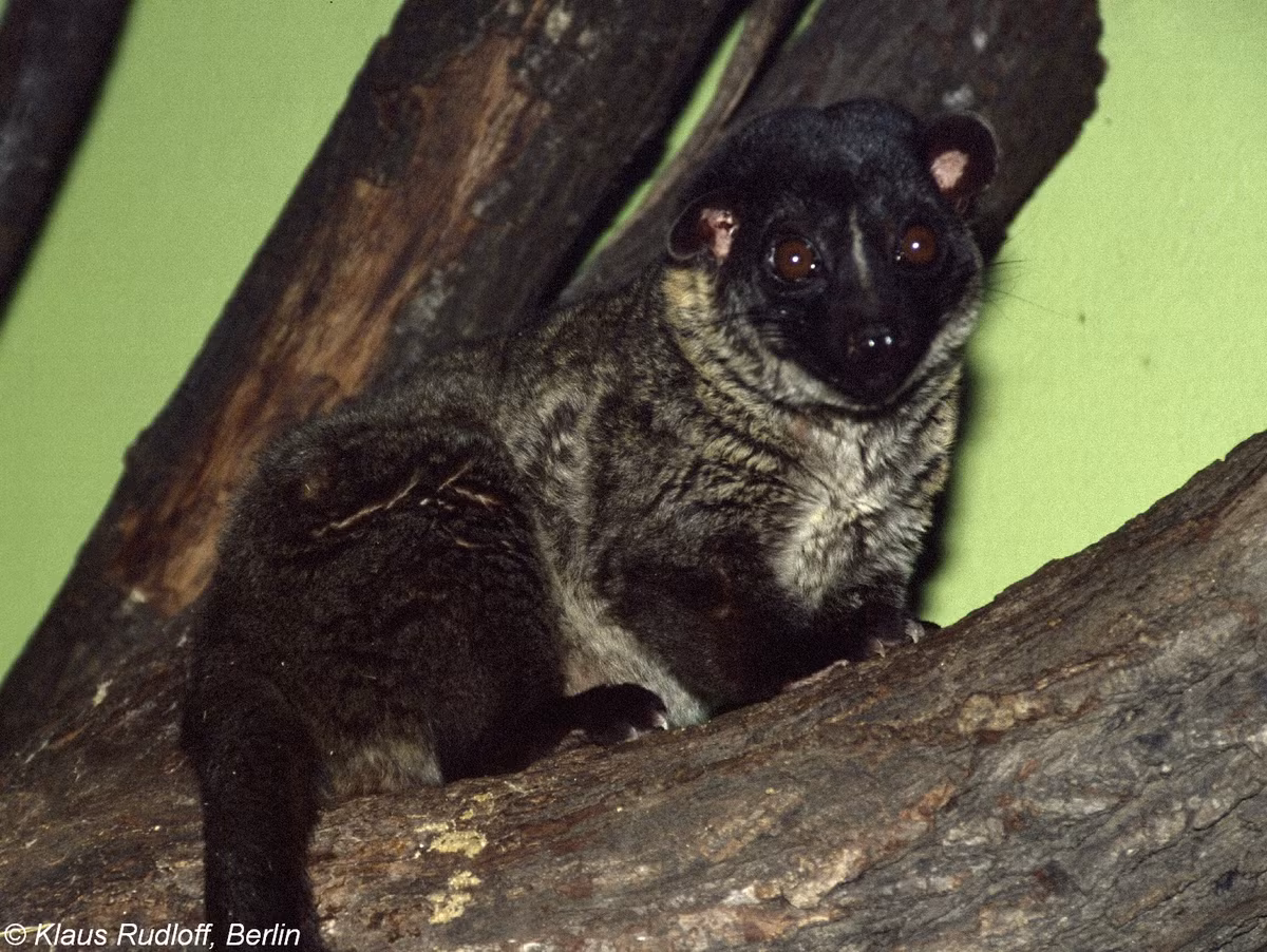  6. Phân bố rộng rãi. Chúng được tìm thấy ở nhiều quốc gia Đông Nam Á như Việt Nam, Thái Lan, Malaysia, Indonesia và cả một số vùng Nam Trung Quốc. Ảnh: biolib.cz.