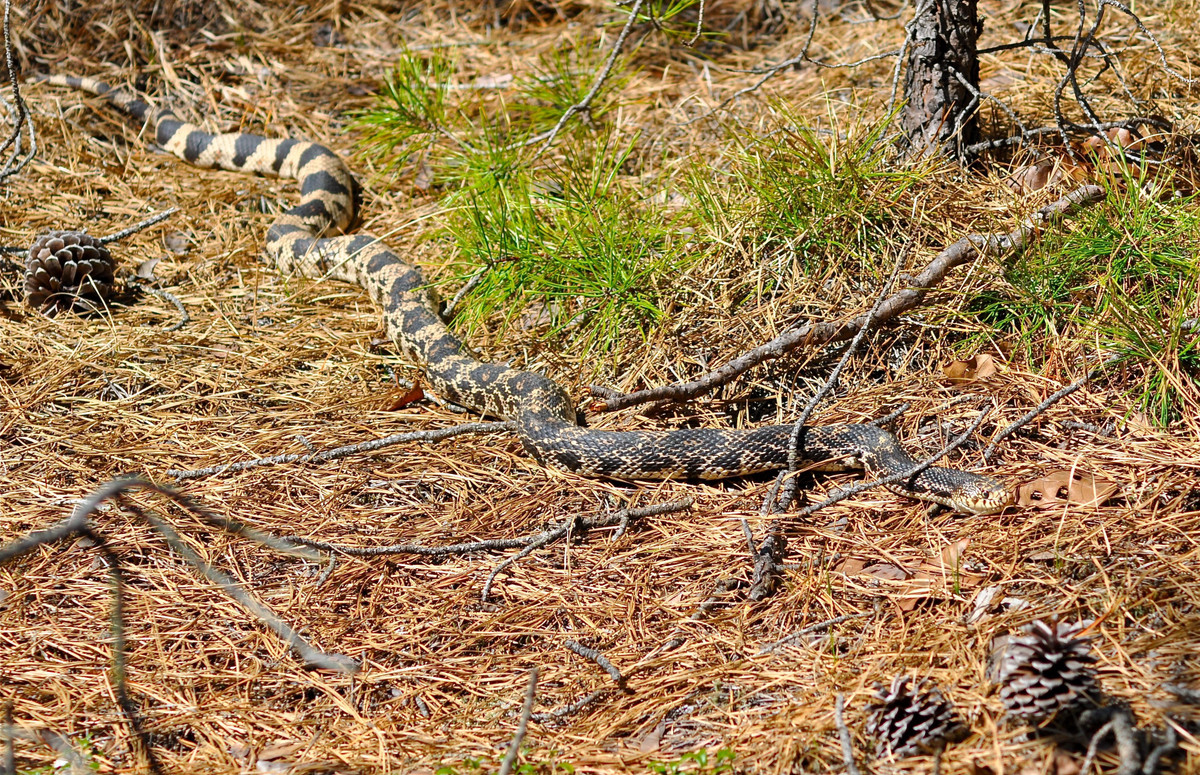  Chế độ ăn có lợi cho con người. Thức ăn chính của rắn thông là chuột, sóc đất và các loài gặm nhấm khác gây hại cho nông nghiệp. Nhờ vậy, chúng đóng vai trò quan trọng trong việc kiểm soát quần thể sinh vật gây hại. Ảnh: Pinterest.