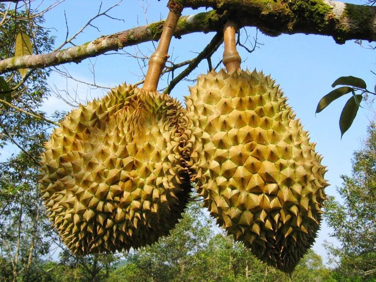  Quả nặng và có thể rơi tự do. Mỗi quả sầu riêng có thể nặng từ 2 đến hơn 5 kg, khi chín sẽ tự rụng từ trên cao. Vì vậy, các vườn sầu riêng truyền thống thường có quy định không đứng lâu dưới gốc cây vào mùa thu hoạch để tránh tai nạn chết người. Ảnh: Pinterest.