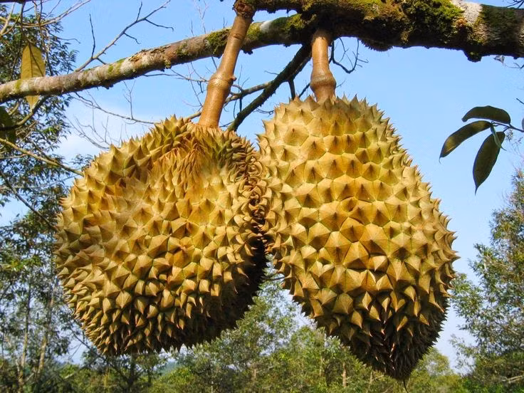  Quả nặng và có thể rơi tự do. Mỗi quả sầu riêng có thể nặng từ 2 đến hơn 5 kg, khi chín sẽ tự rụng từ trên cao. Vì vậy, các vườn sầu riêng truyền thống thường có quy định không đứng lâu dưới gốc cây vào mùa thu hoạch để tránh tai nạn chết người. Ảnh: Pinterest.