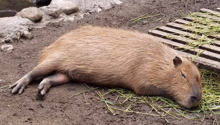  Thói quen ngủ ít. Capybara thường chỉ ngủ vài giờ mỗi ngày và dành phần lớn thời gian để gặm cỏ. Ảnh: Pinterest.