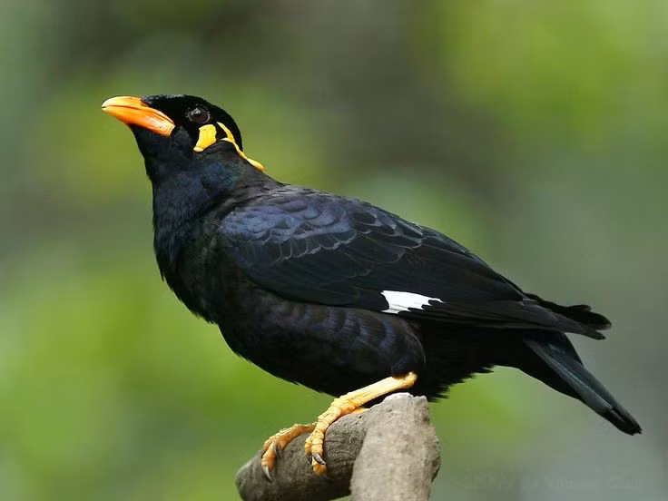  1. Có nguồn gốc từ Nam Á và Đông Nam Á. Chim yểng sinh sống chủ yếu ở các khu rừng nhiệt đới ẩm tại Ấn Độ, Thái Lan, Malaysia, Indonesia và Việt Nam. Ảnh: Pinterest.